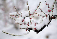 雪去春來，喜迎新一年